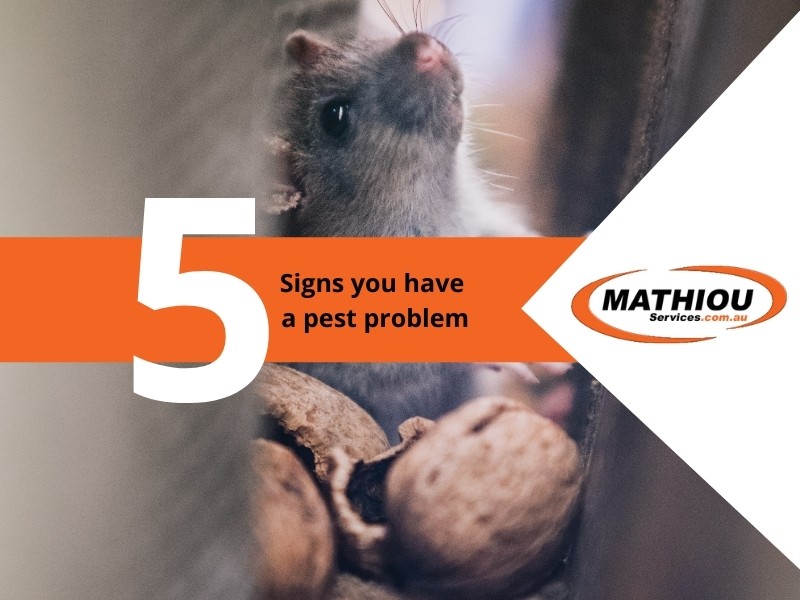 Pest control- 5 Signs you have a pest problem